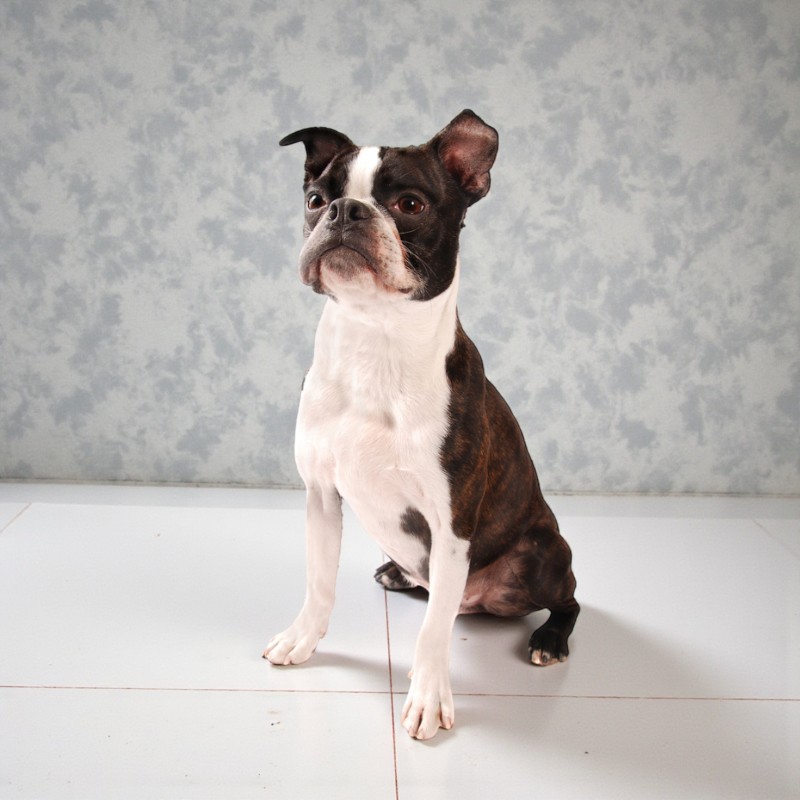 Ein sitzender Boston Terrier Hund mit weiß-braunem Fell und aufmerksamen Blick.